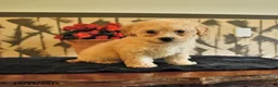 Bichpoo dogs for sale: Kayla - Ad 4