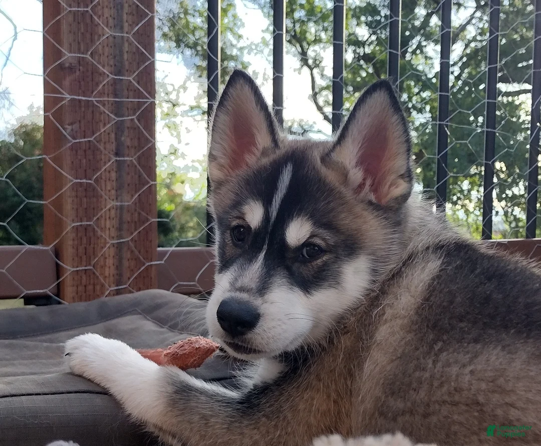 Gerberian Shepsky dogs for sale: Jackpot - Ad 1