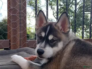 Gerberian Shepsky dogs for sale: Jackpot - Ad 2
