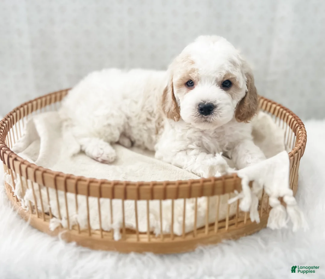 Cavapoo dogs for sale: Rye - Ad 6