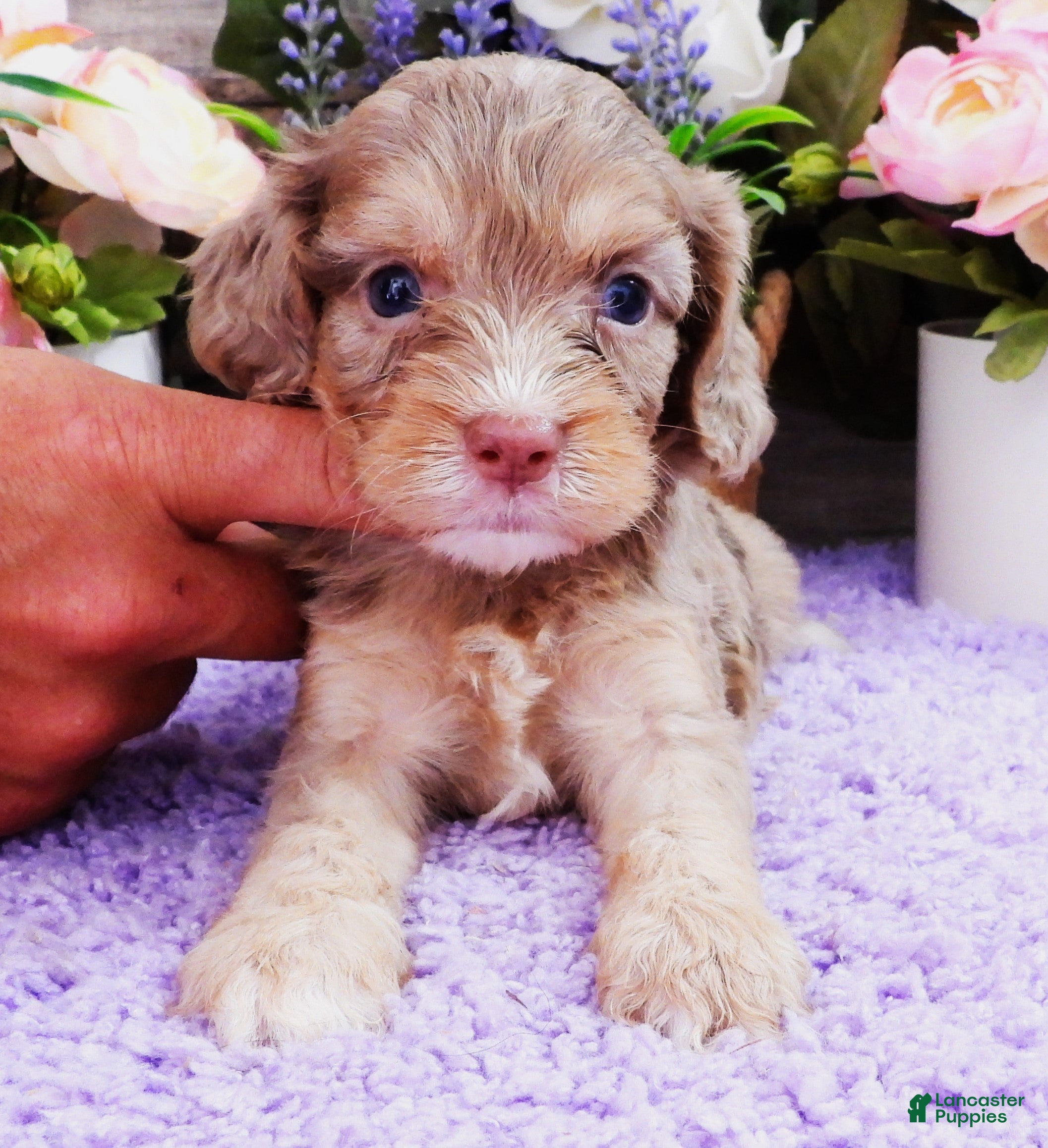 Cavapoo dogs #1 Female (Dawn's) - Ad 33