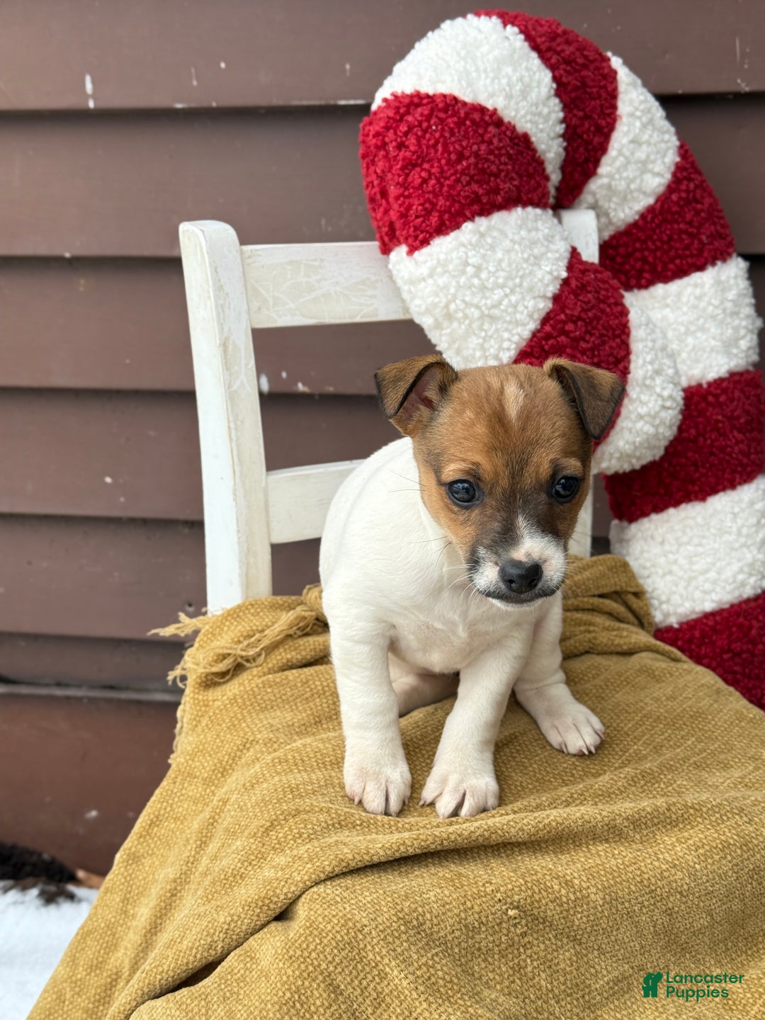Jack Russell Terrier dogs for sale: Jojo - Ad 9