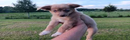Toy Australian Shepherd dogs for sale: Belle - Ad 7