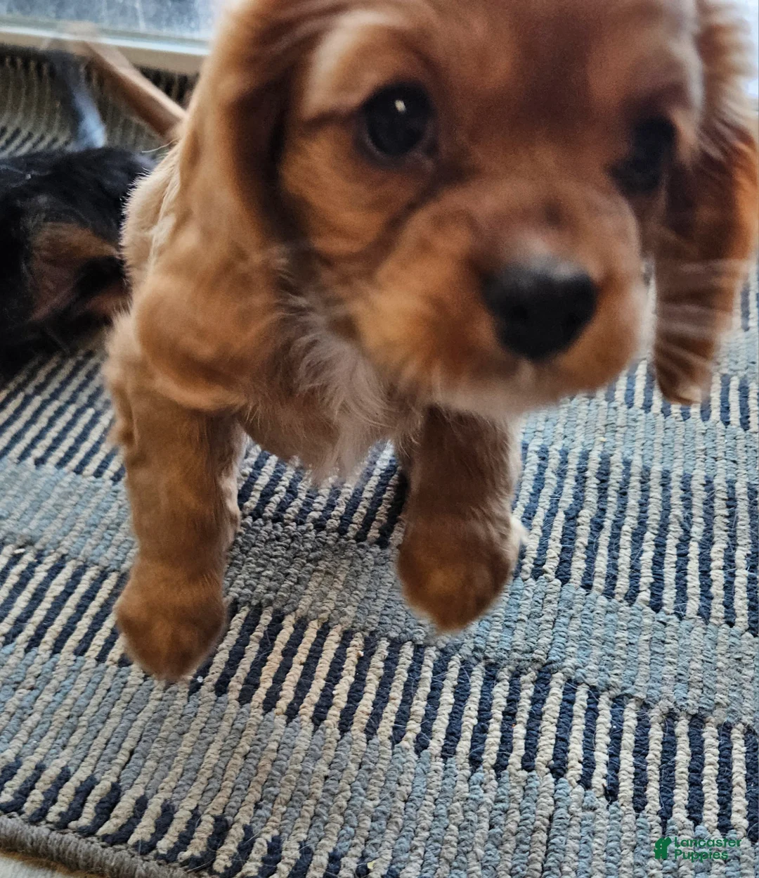 Cavalier King Charles Spaniel dogs for sale: ROSIE - Ad 6