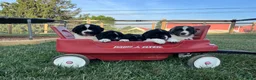 Newfoundland dogs for sale: Marcel❤️AKC Genetic Health Tested❤️Text to schedule a playdate - Ad 4