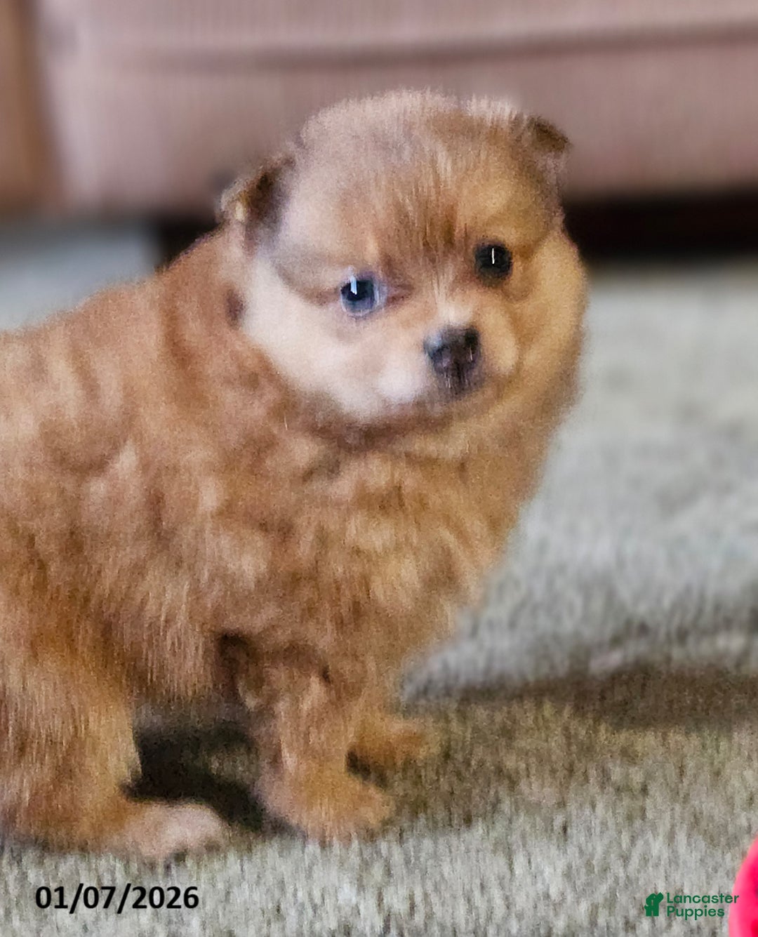 Pomeranian dogs for sale: Chloe - Ad 3