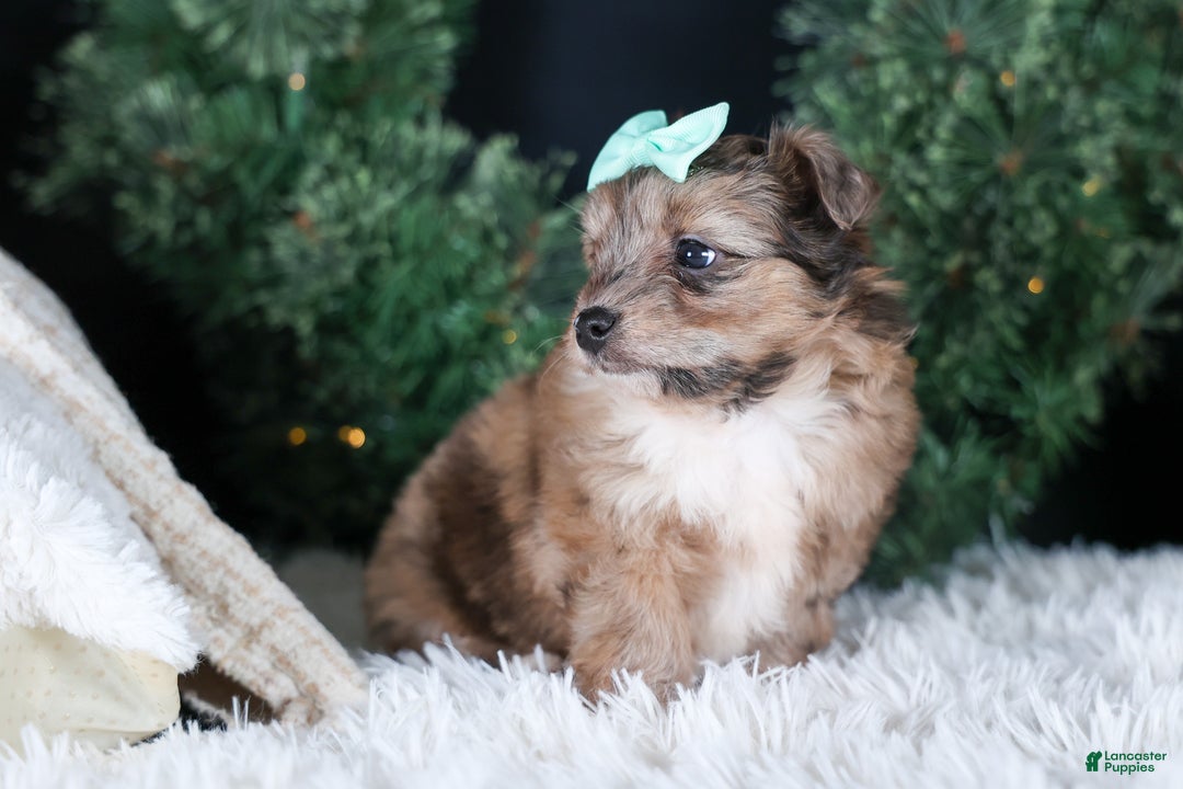 Mini Aussiedoodle dogs for sale: Gunner - Ad 19