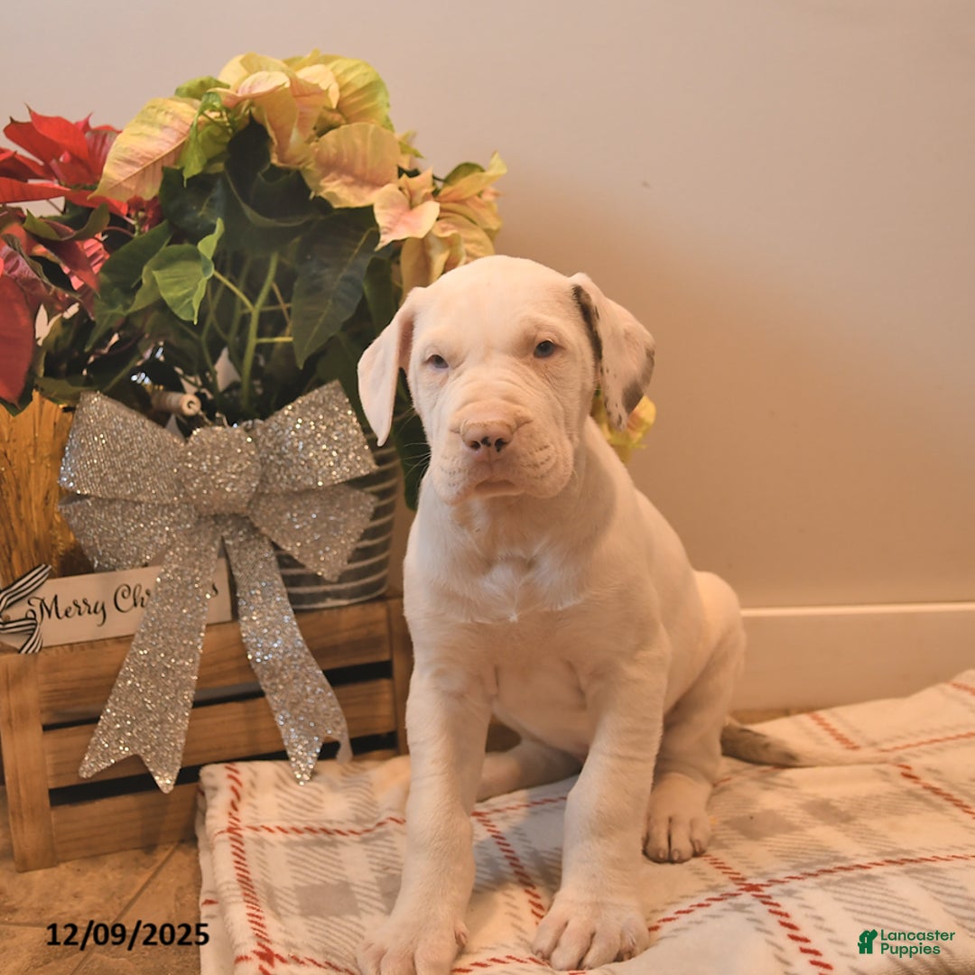 Great Dane dogs for sale: Aladdin - Ad 2