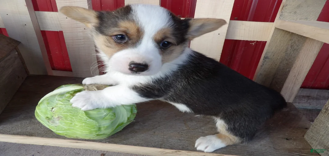 Gallery Image {{count}}