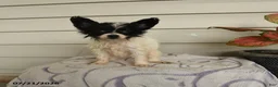 Papillon dogs for sale: Rain - Ad 1