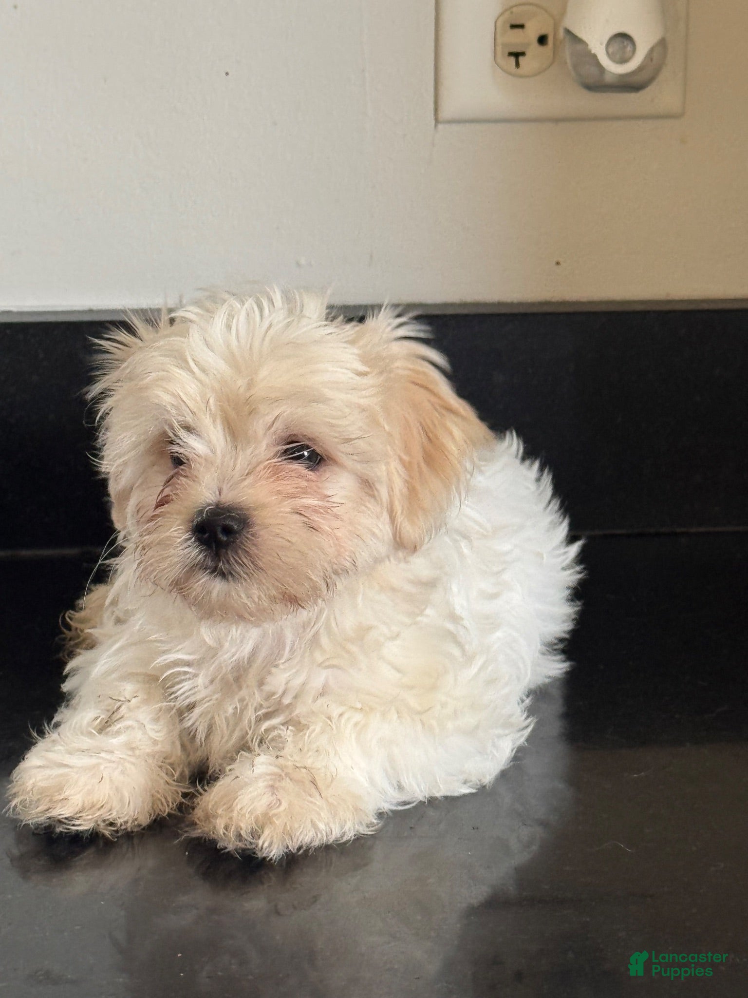 Mixed Breed dogs Delilah  - Ad 2