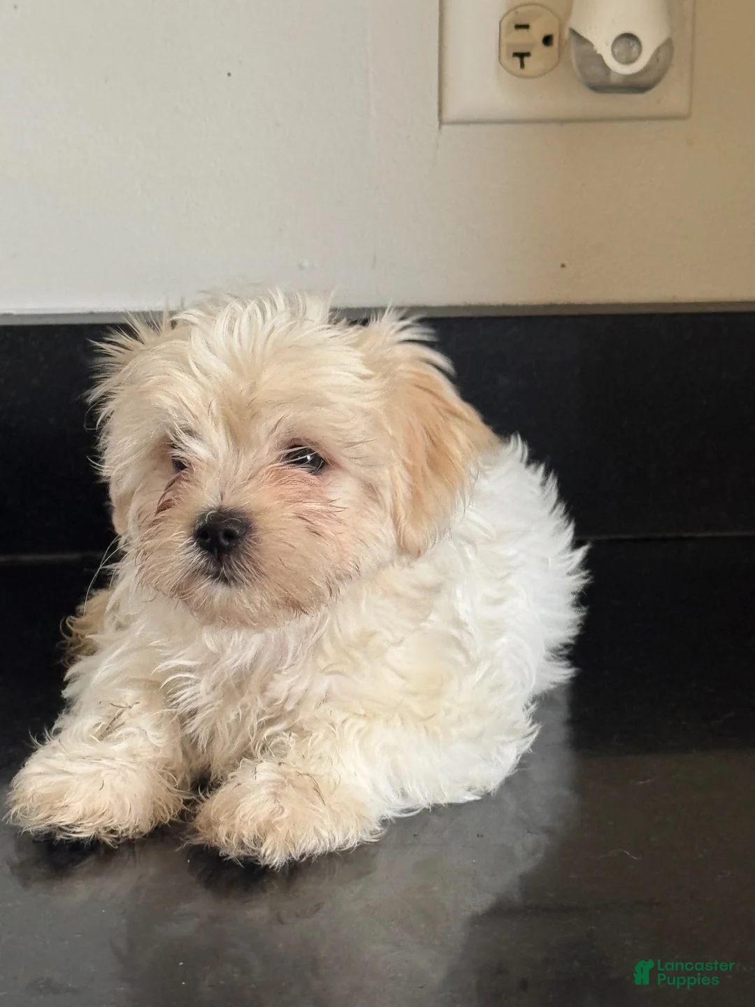 Mixed Breed dogs for sale: Delilah  - Ad 2