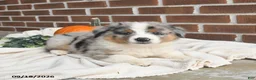 Miniature Australian Shepherd dogs for sale: Hero - Ad 4