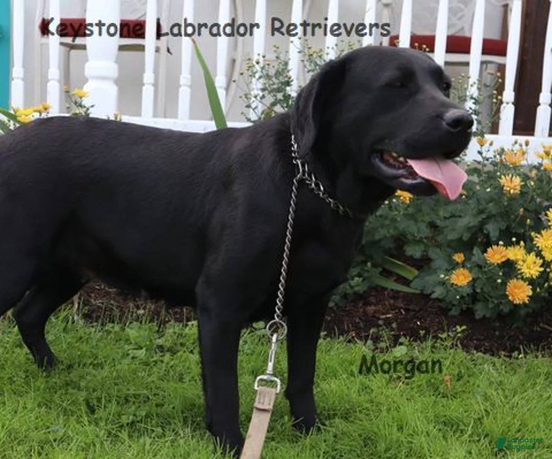 Labrador Retriever dogs for sale: Hunter - Champ lines - Ad 5