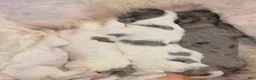 Sheepadoodle dogs for sale: Sheepadoodle 6 - Ad 2