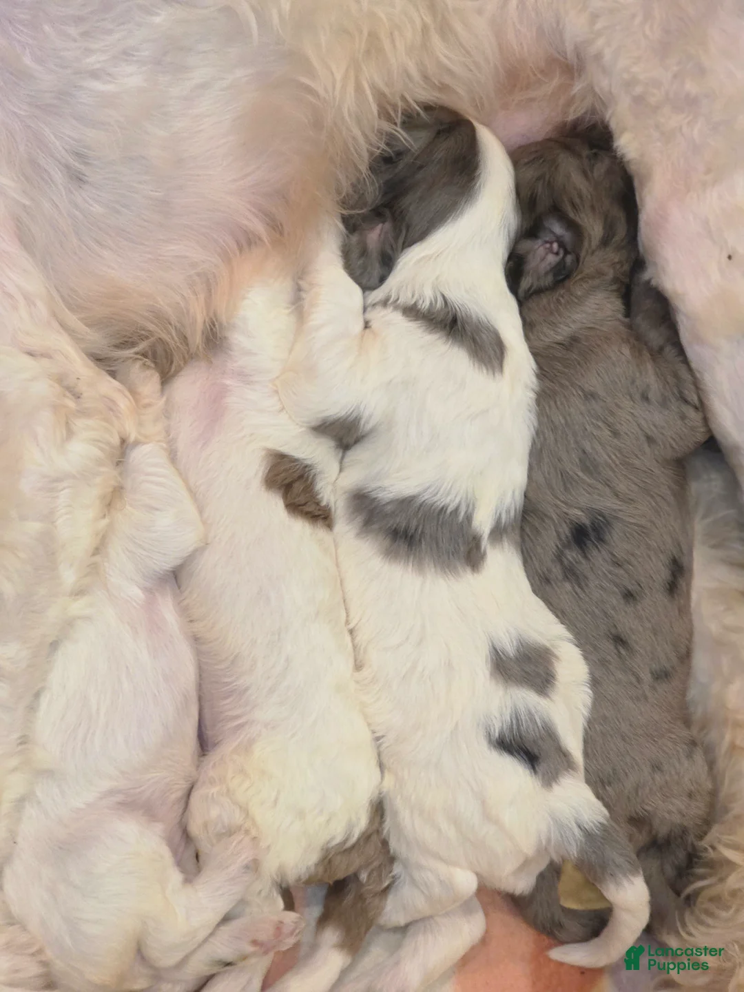 Sheepadoodle dogs for sale: Sheepadoodle 6 - Ad 2