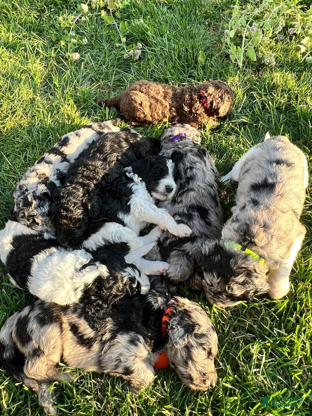 Gallery Image {{count}}