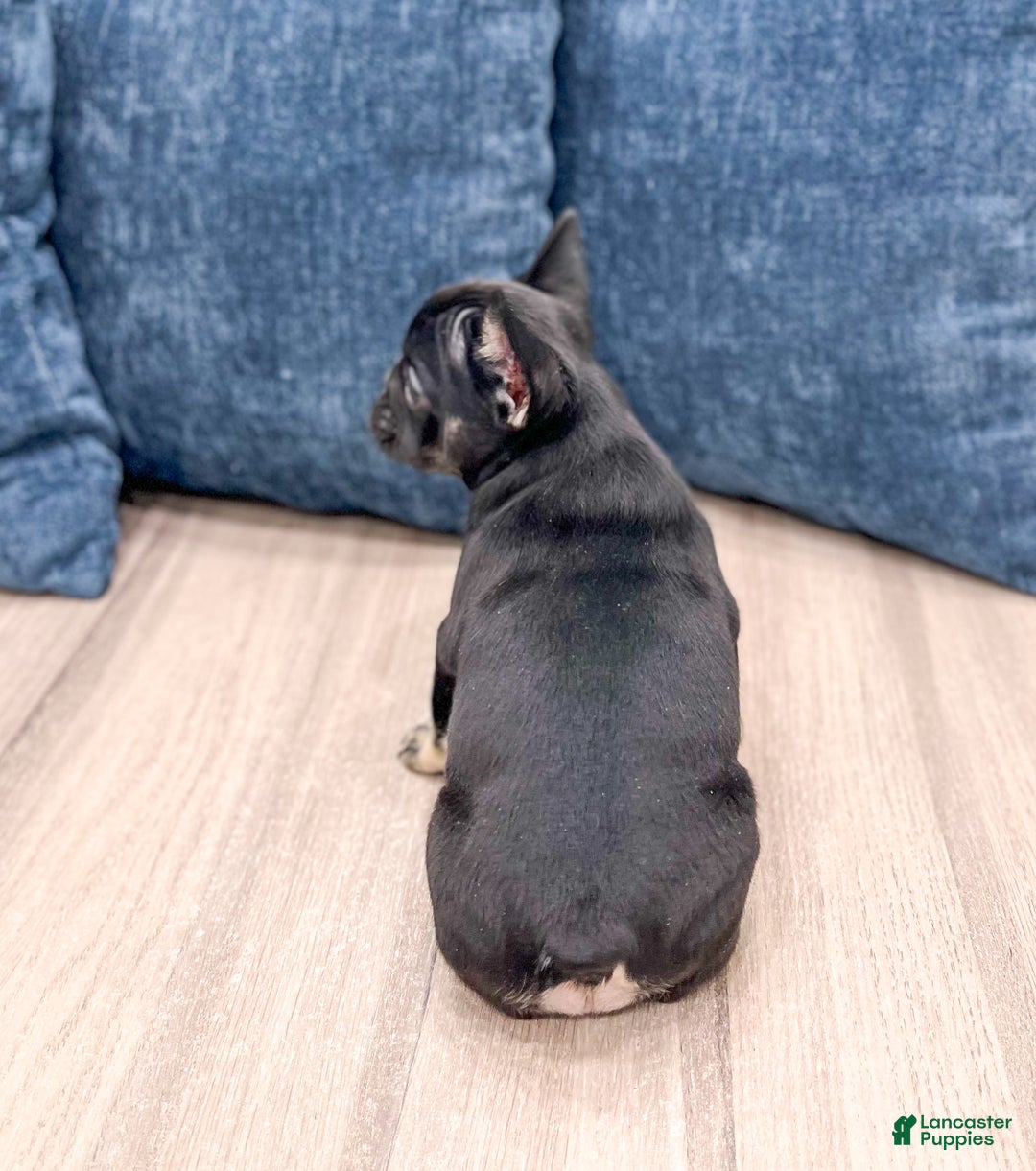 French Bulldog dogs for sale: Bella - Ad 5