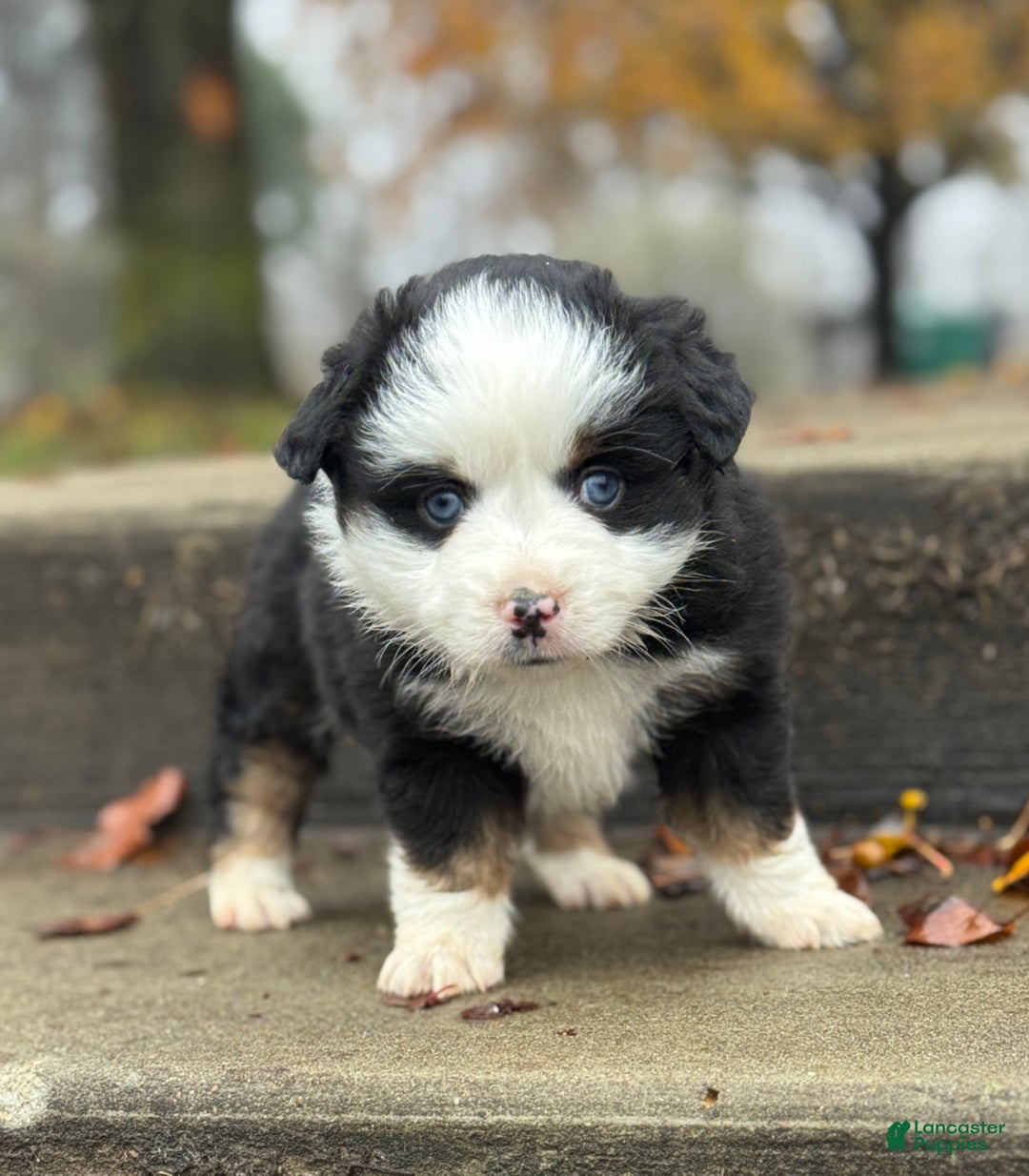 Miniature Australian Shepherd dogs for sale: Miniature Australian Shepherd Puppy 1 - Ad 1