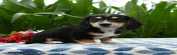 Miniature Dachshund dogs for sale: Coffee - Ad 1