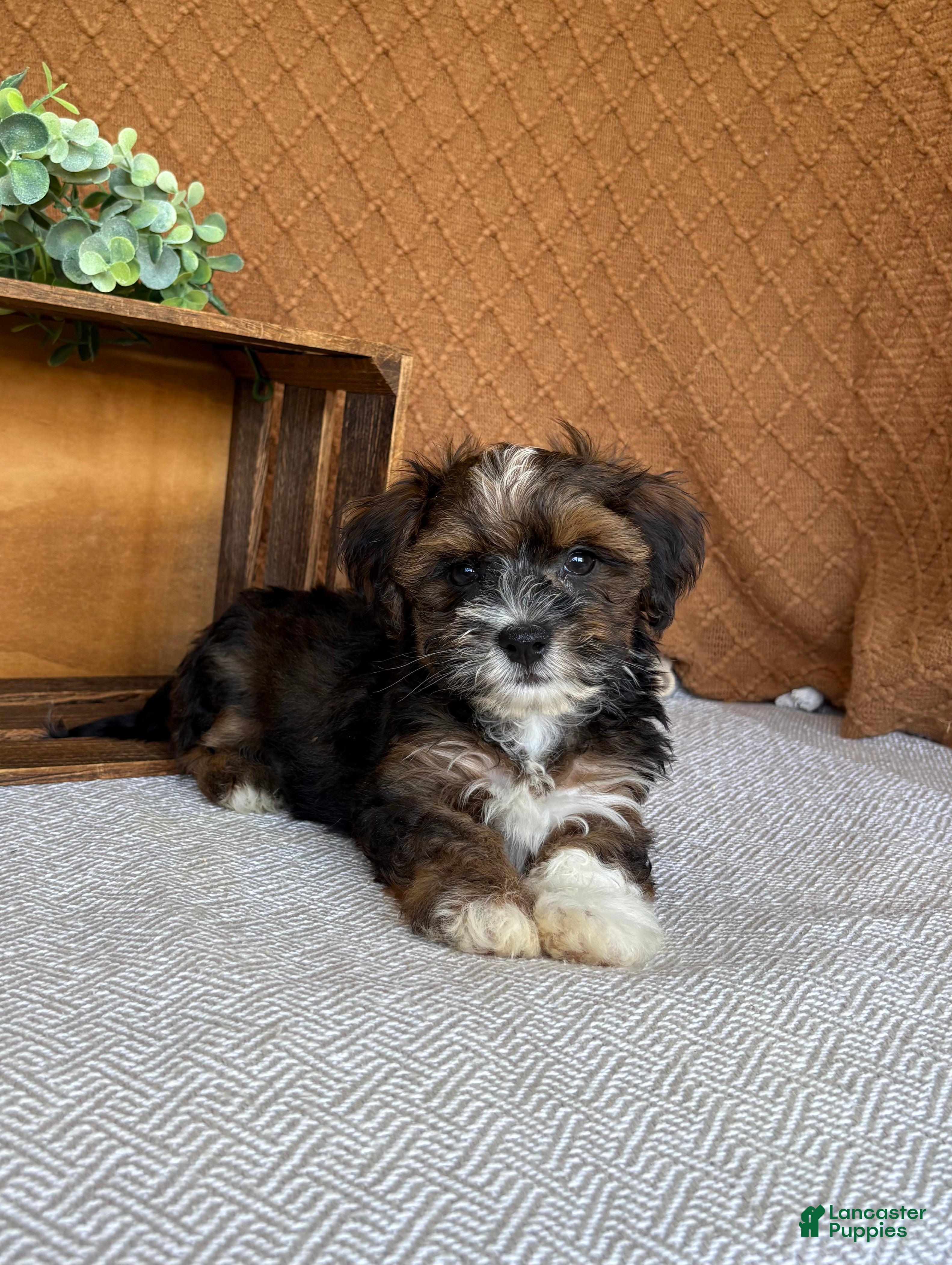 Havanese dogs Amigo  - Ad 2