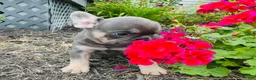 French Bulldog dogs for sale: Lacey - Ad 12