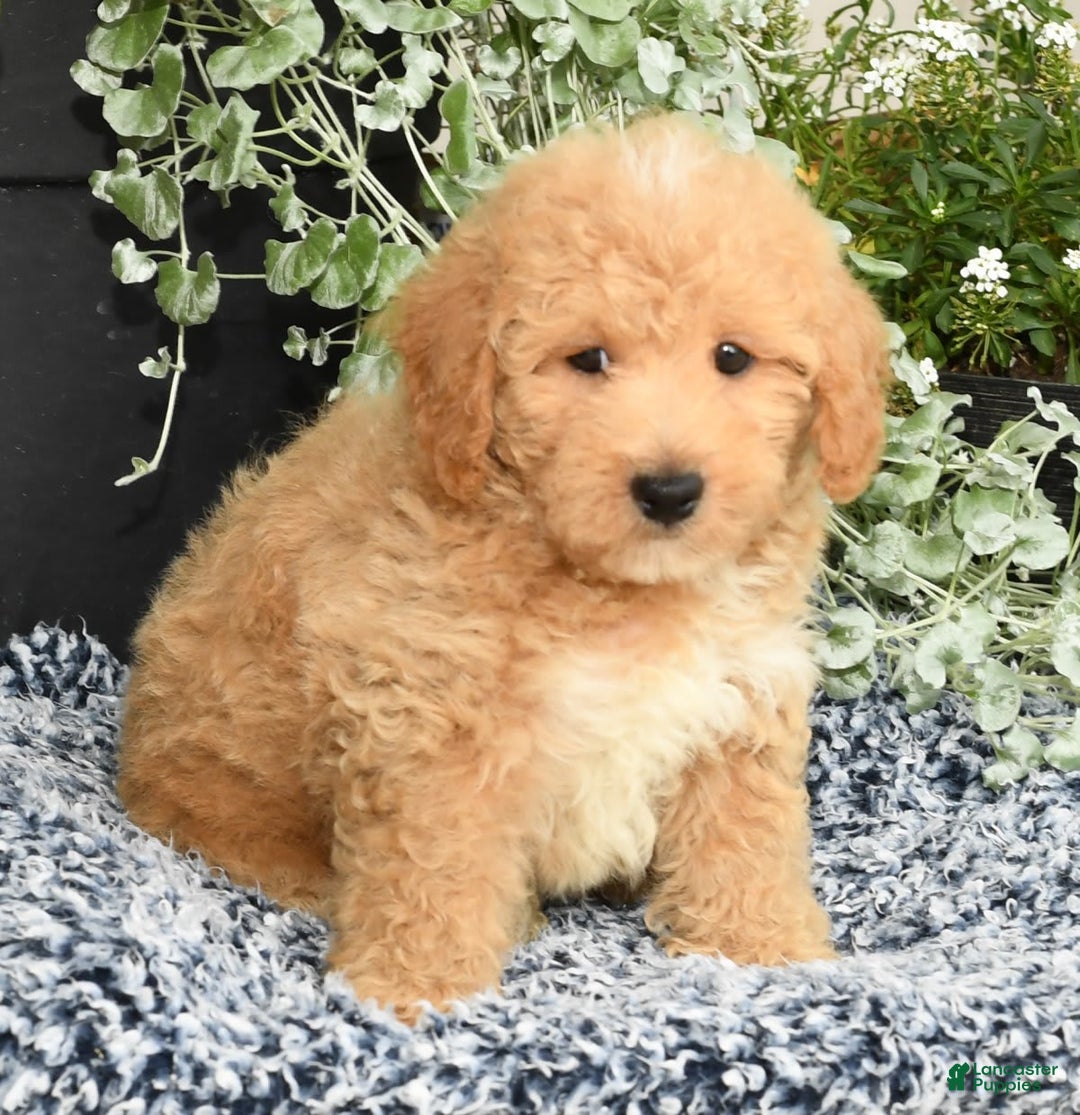 Bichpoo dogs for sale: Shawn - Ad 7