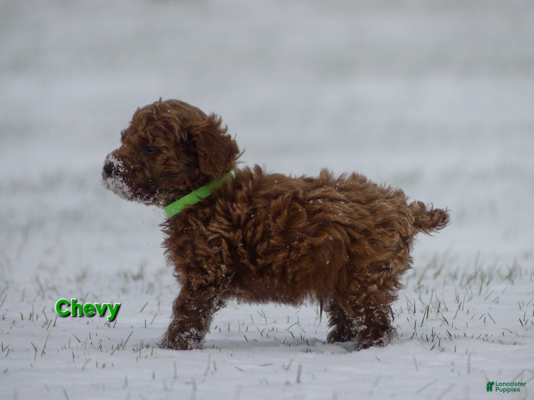Miniature Poodle dogs for sale: Chevy - Ad 4