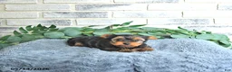 Yorkshire Terrier dogs for sale: Vivi - Ad 3