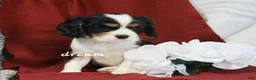 Cavalier King Charles Spaniel dogs for sale: Jerico - Ad 4