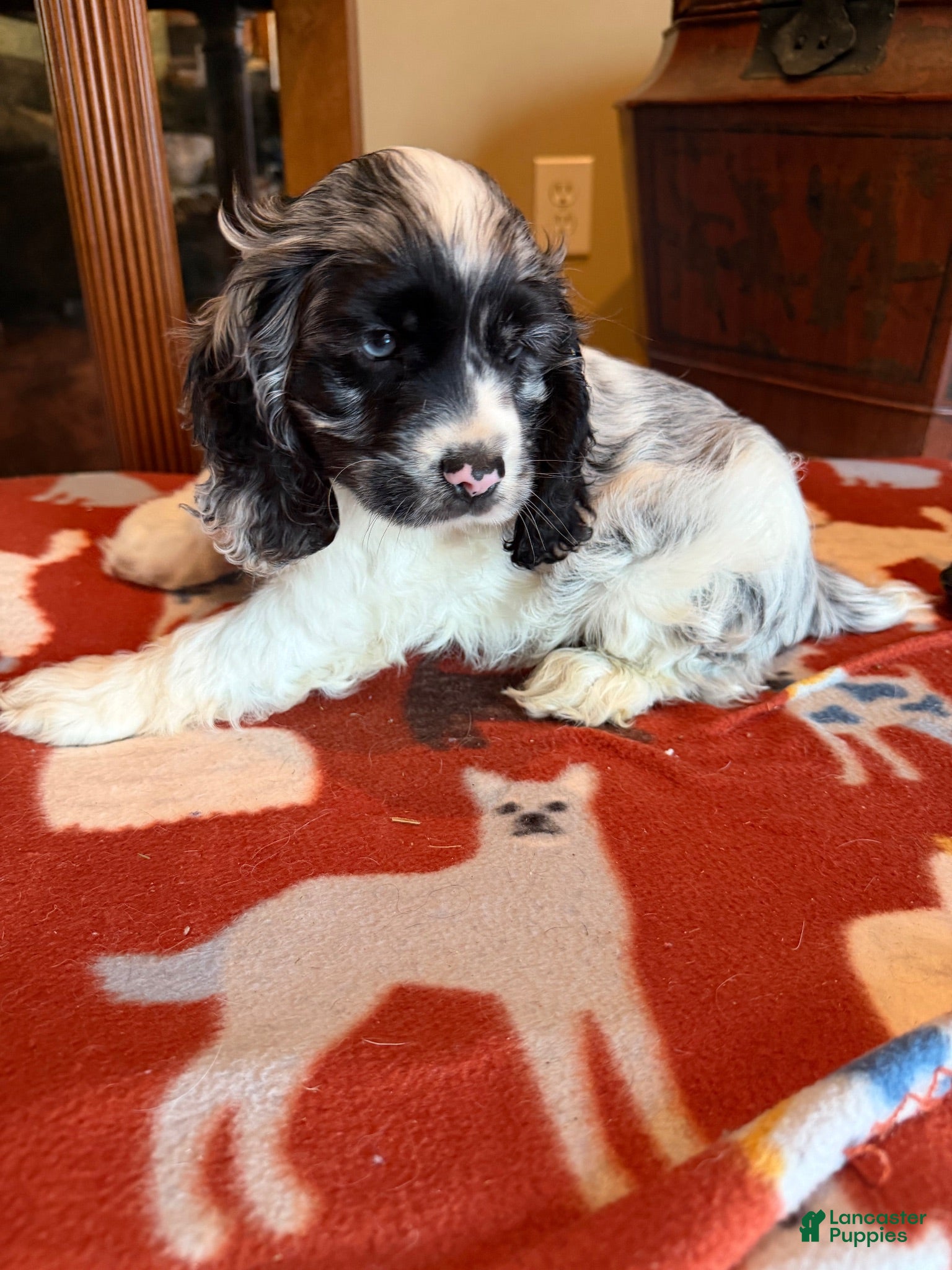 Cocker Spaniel dogs Tito  - Ad 2