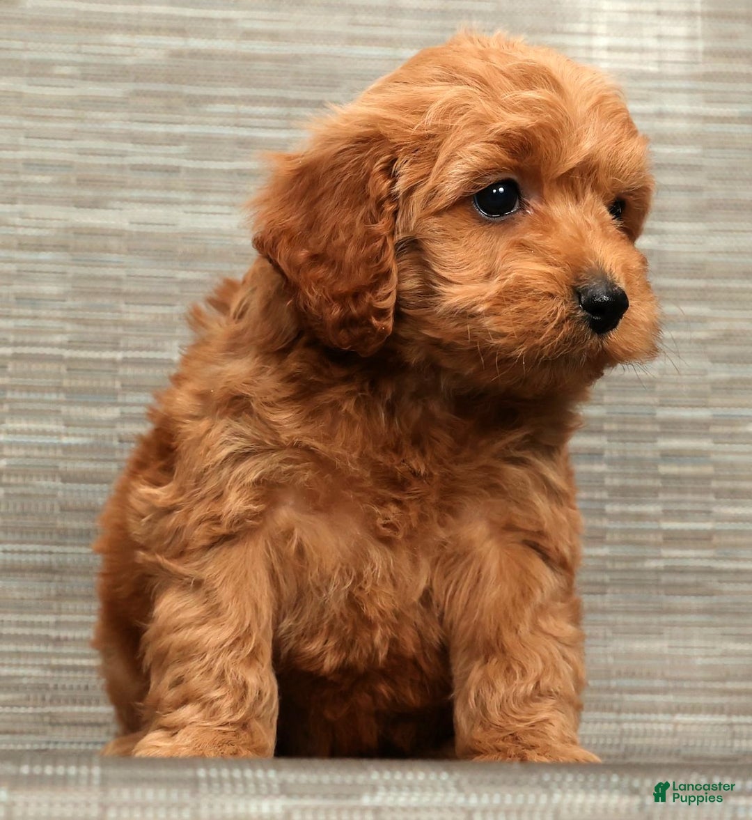 Cockapoo dogs for sale: Bear - Ad 9