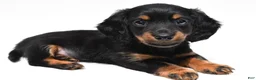 Miniature Dachshund dogs for sale: Kody - Ad 1