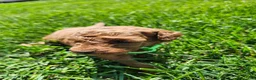 Standard Poodle dogs for sale: River  - Ad 6