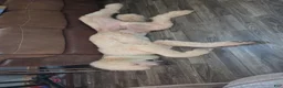 Standard Poodle dogs for sale: Achilles - Ad 10