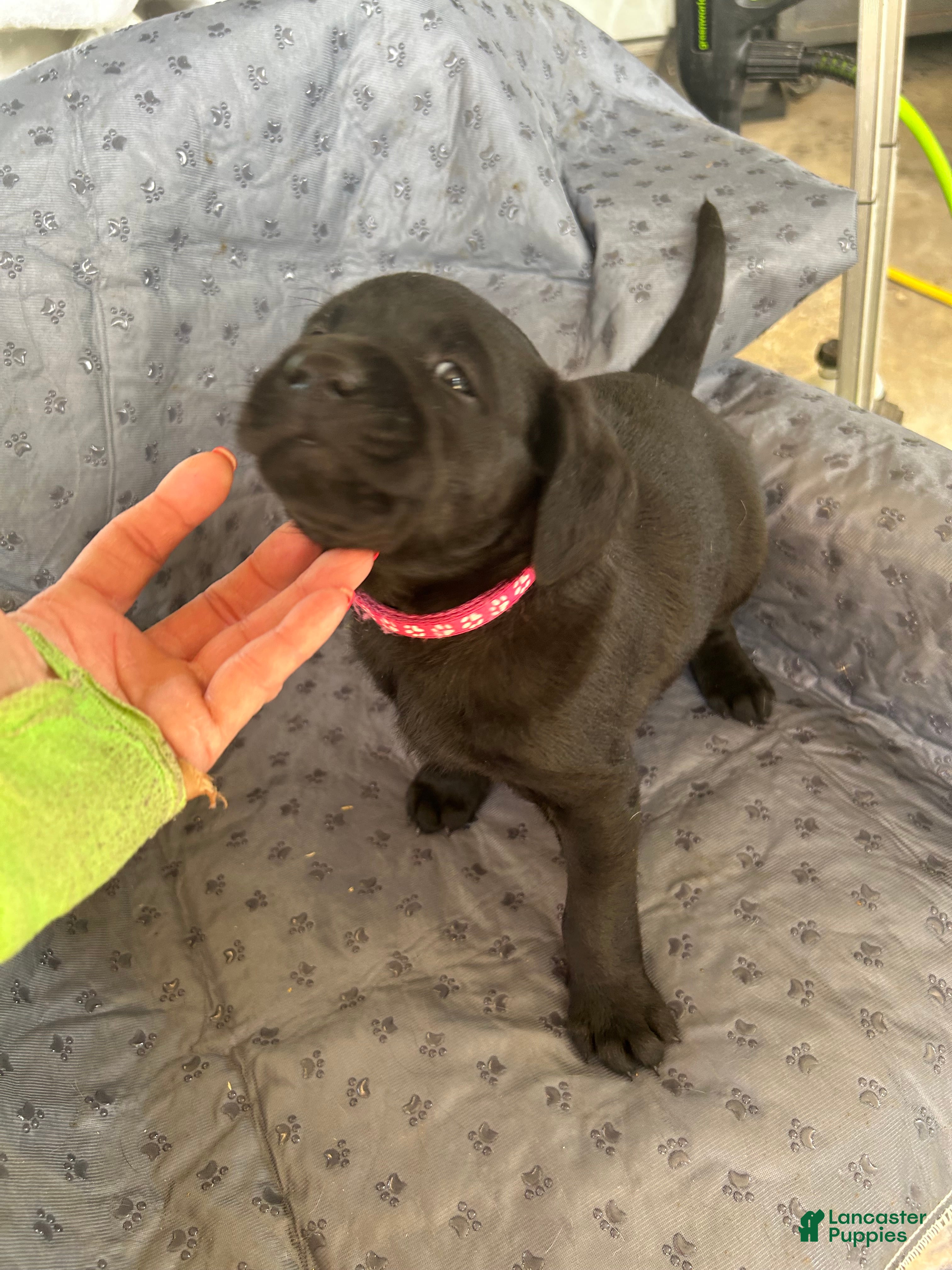 Labrador Retriever dogs Labrador Retriever Puppy 3 - Ad 1