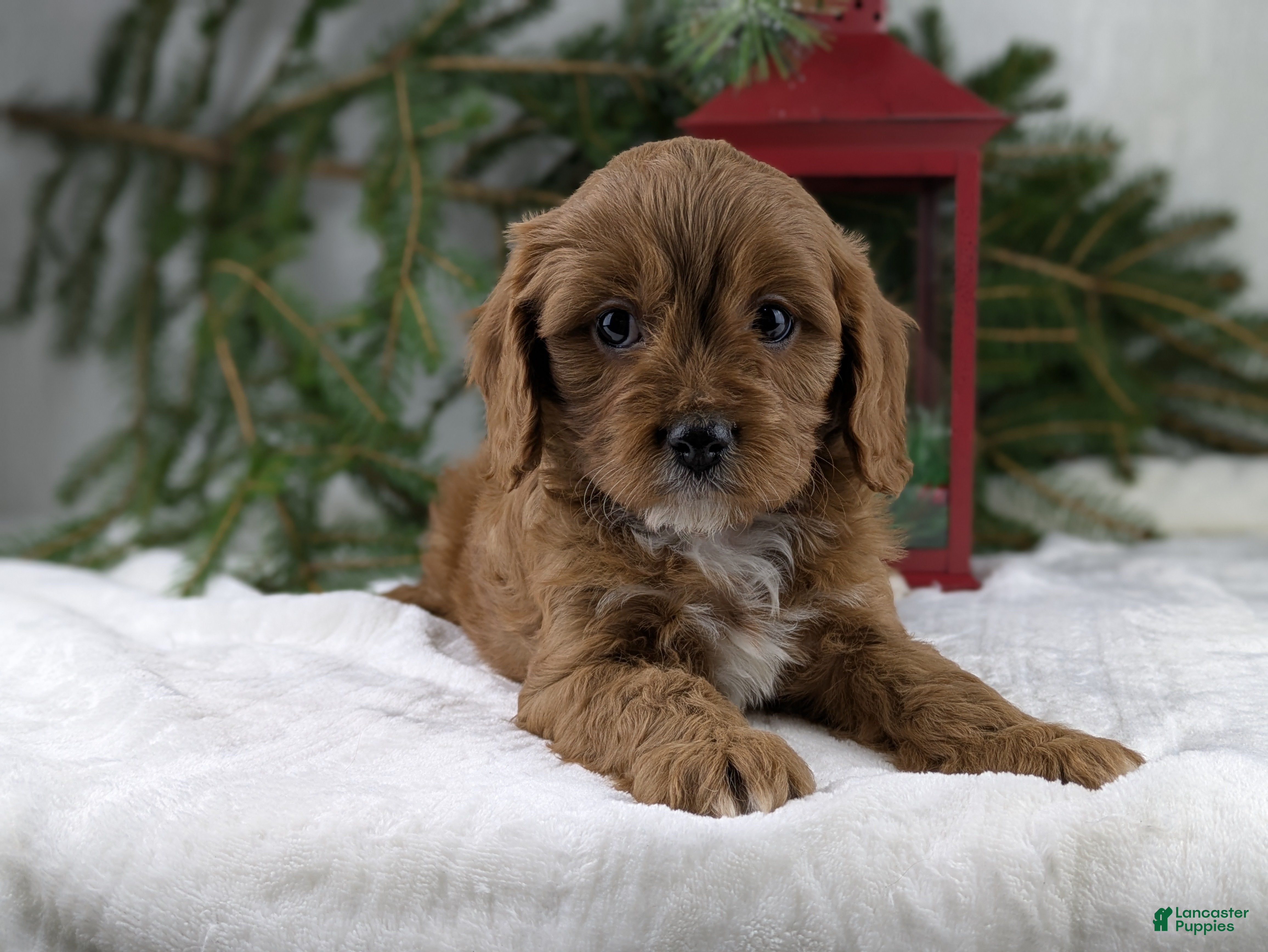 Cavapoo dogs Nicklous  - Ad 36