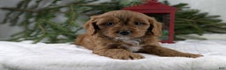 Cavapoo dogs for sale: Nicklous  - Ad 1