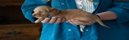 Miniature Dachshund dogs for sale: Frank  - Ad 3
