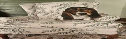 Basset Hound dogs for sale: Jill : Female - Ad 1