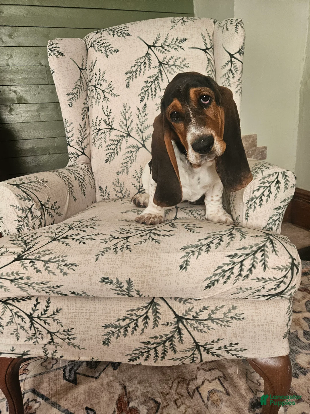 Basset Hound dogs for sale: Jill : Female - Ad 1