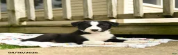 Border Collie dogs for sale: Hancock - Ad 3