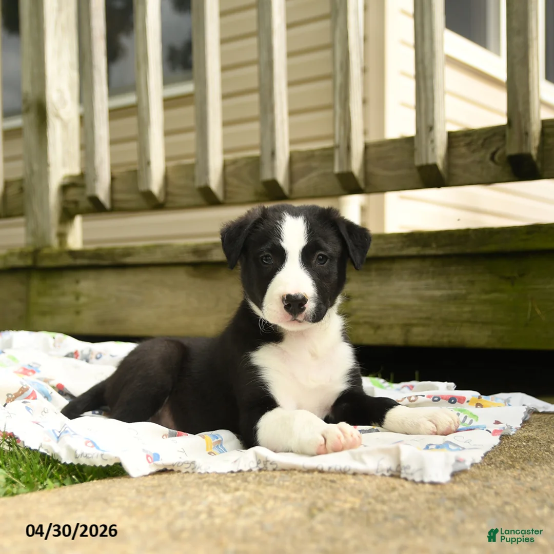 Border Collie dogs for sale: Hancock - Ad 3