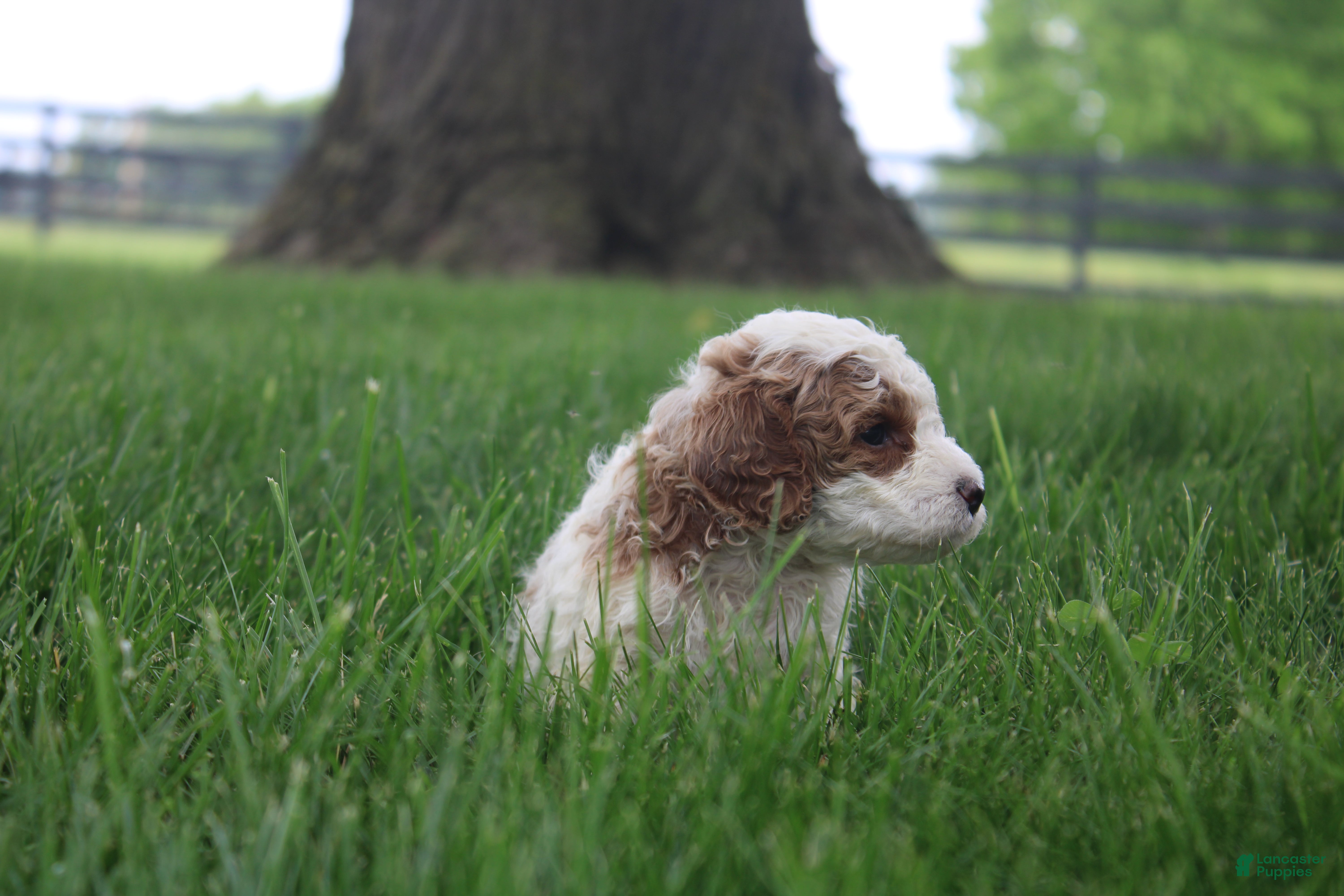 Mini Goldendoodle dogs Ranye  - Ad 1
