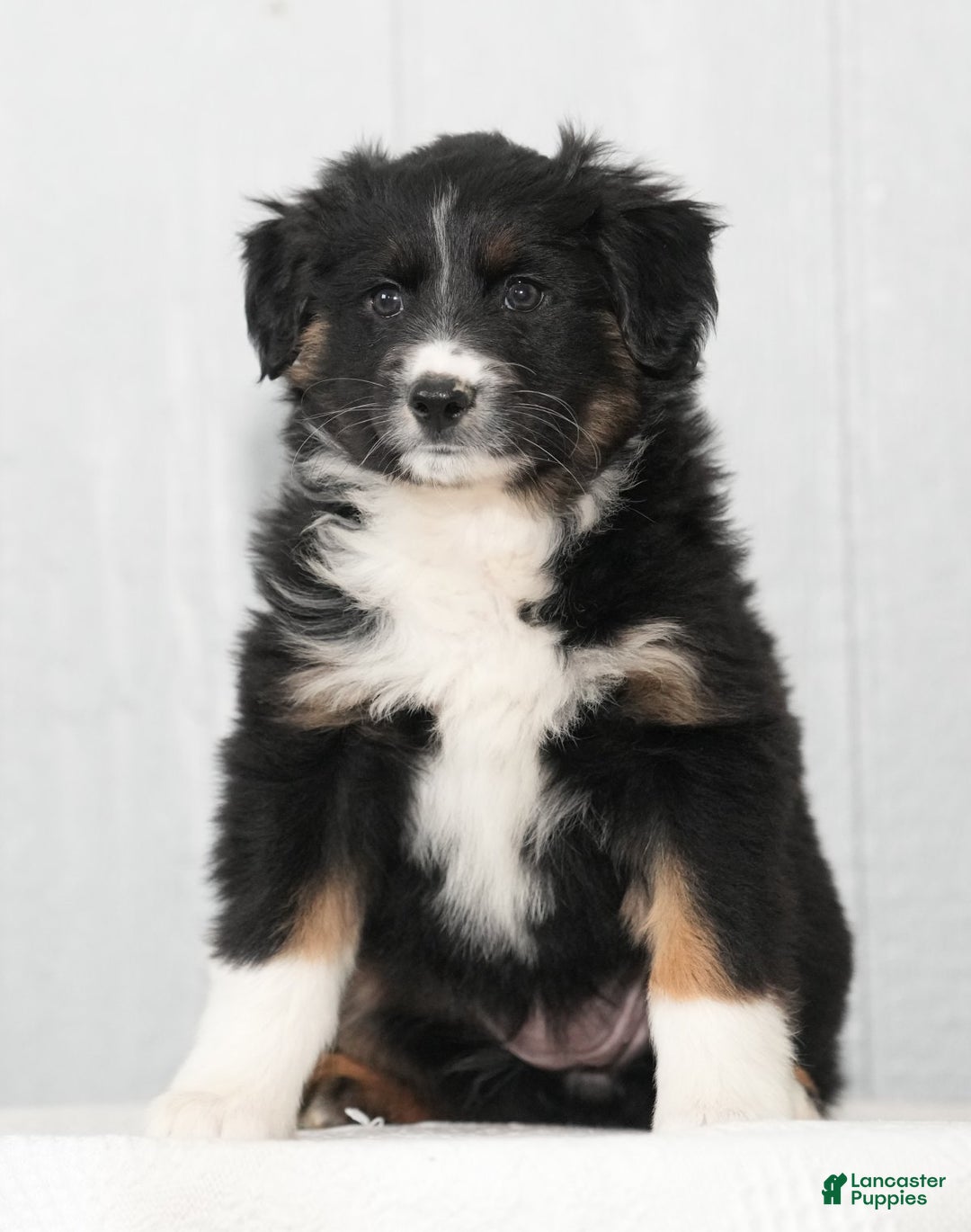 Australian Shepherd dogs for sale: Callie - Ad 3