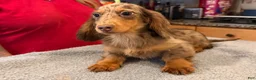Miniature Dachshund dogs for sale: AKC Russian Ch line - Ad 2