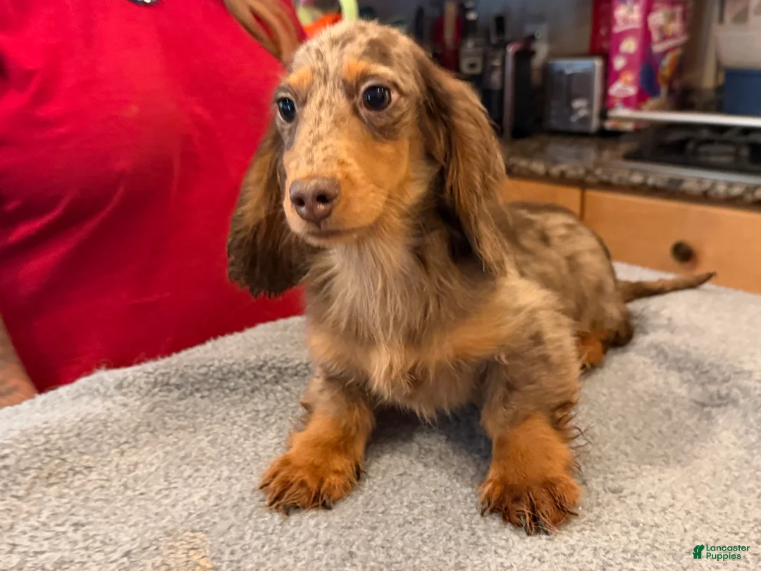 Miniature Dachshund dogs for sale: AKC Russian Ch line - Ad 2