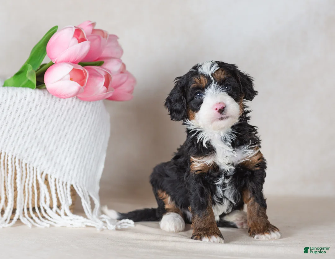 Bernedoodle dogs for sale: Lewis - Ad 1