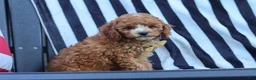 Cavapoo dogs for sale: Connor - Ad 8