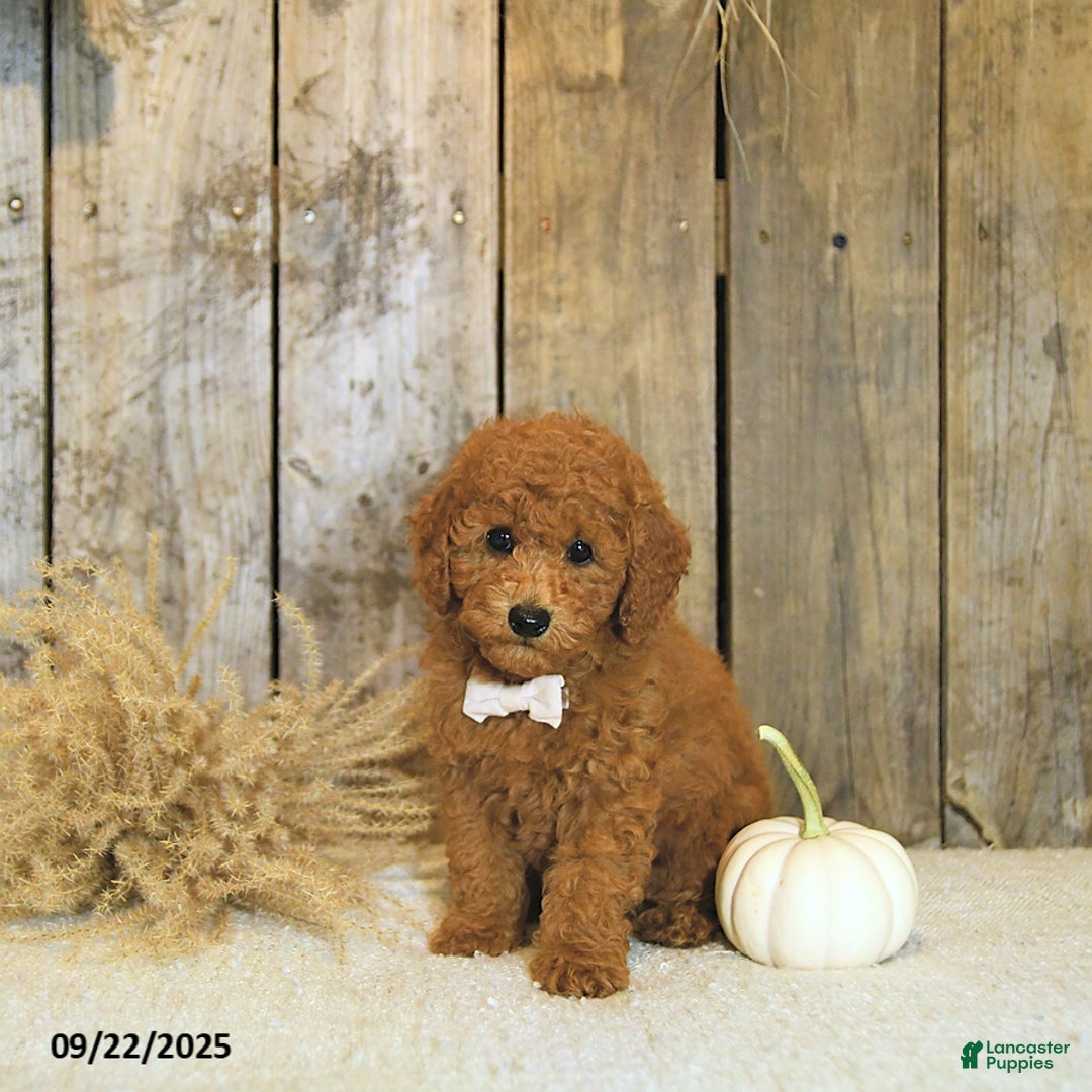 Toy Poodle dogs for sale: Robbi GENETIC TESTED - Ad 3